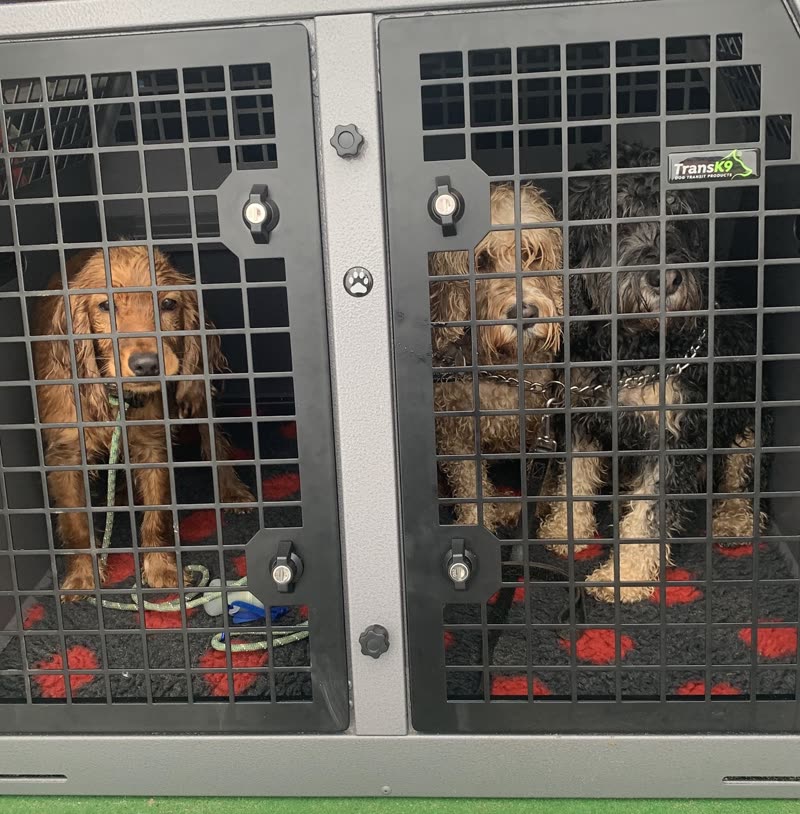 Three dogs sitting in the compartments of a van transport crate system