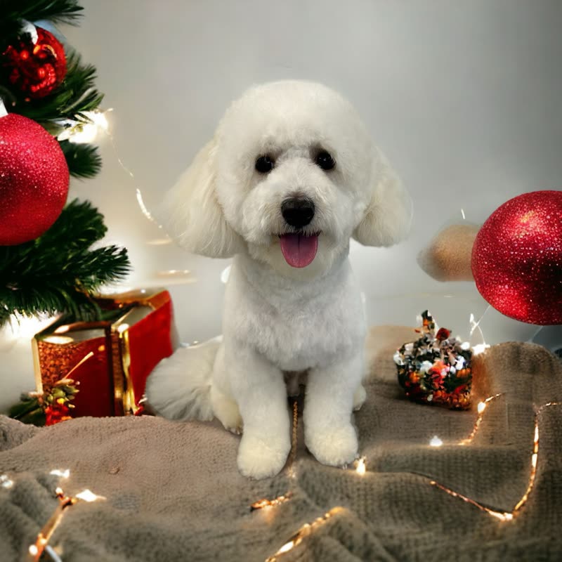 A white Bichon sitting beside a decorated Christmas tree with fairy lights