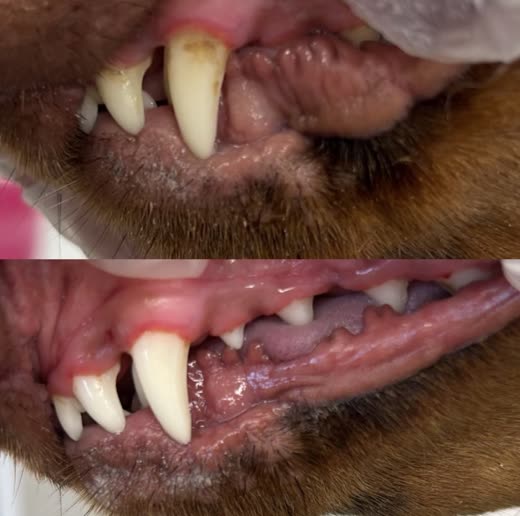 Close-up of a dog's teeth and gums before and after cleaning