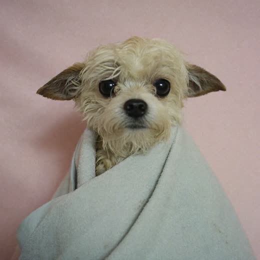 A freshly bathed dog wrapped in a towel